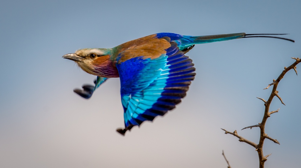 Bling from the sky.... von Jeffrey C. Sink