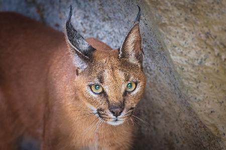 Caracal portrait