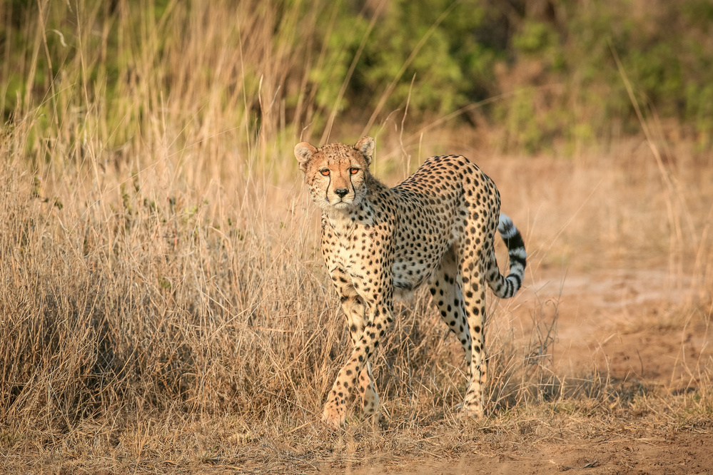 The elegant predator von Jeffrey C. Sink