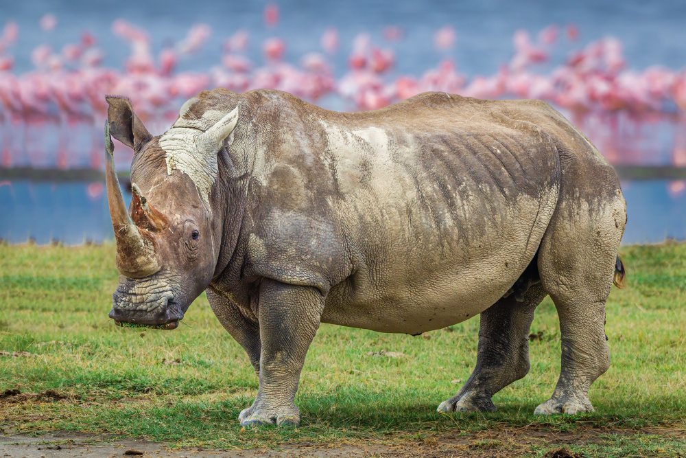 The amazing rhino von Jeffrey C. Sink