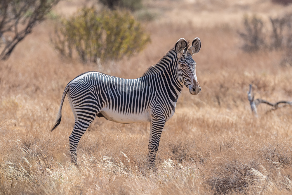 The magnificent Grevys Zebra von Jeffrey C. Sink