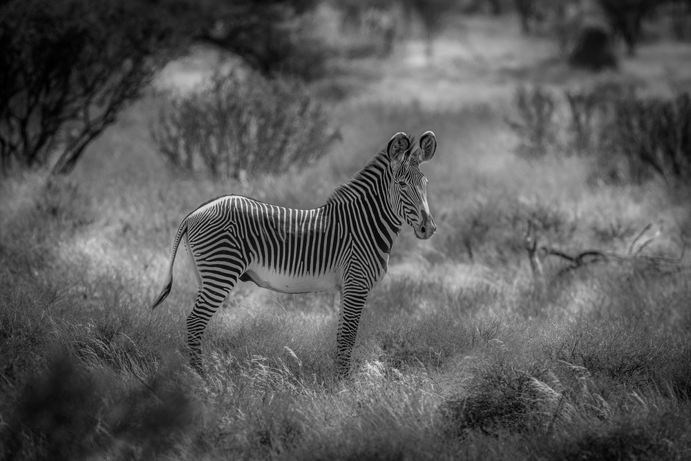 The endangered Grevy Zebra von Jeffrey C. Sink