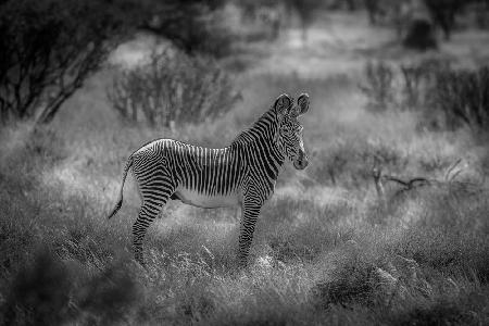 The endangered Grevy Zebra