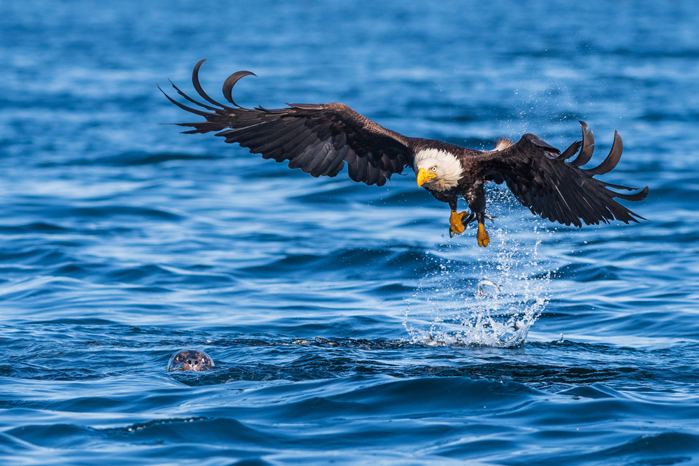 The eagle and the sea lion von Jeffrey C. Sink