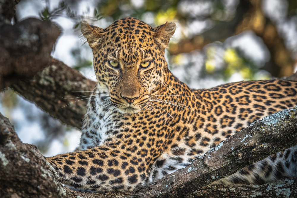 The arboreal king von Jeffrey C. Sink