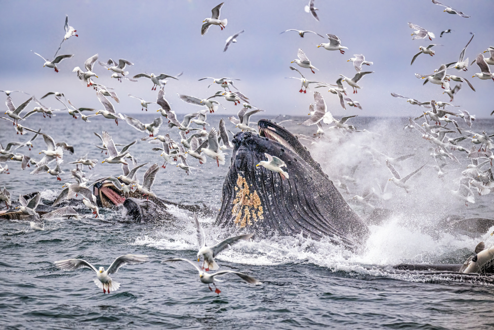 The Feeding Frenzy Part 2 von Jeffrey C. Sink