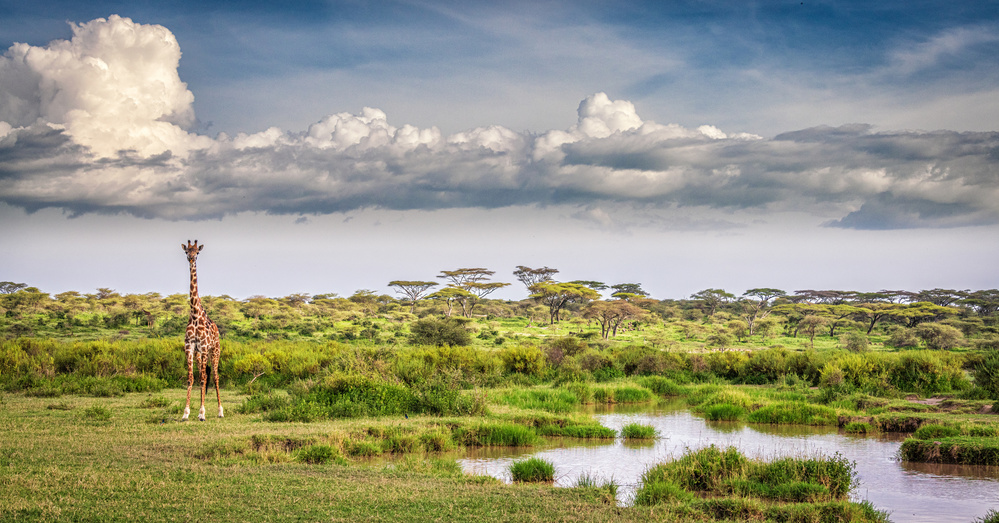 The Garden of Eden - Ndutu von Jeffrey C. Sink