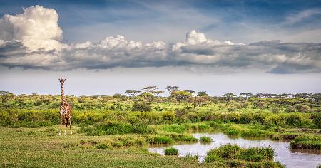 The Garden of Eden - Ndutu