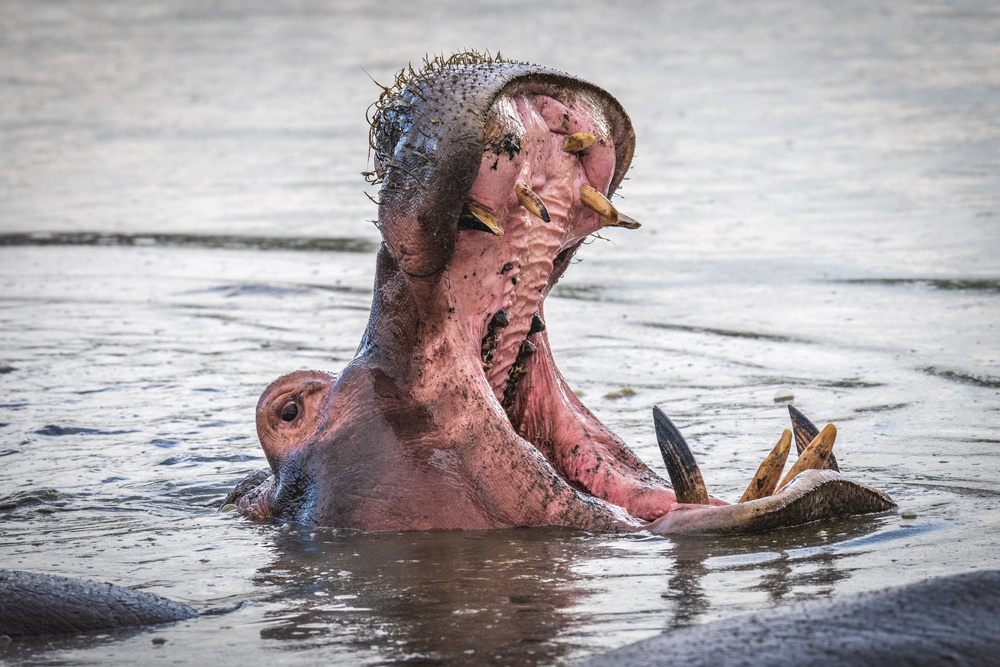 The big gulp von Jeffrey C. Sink