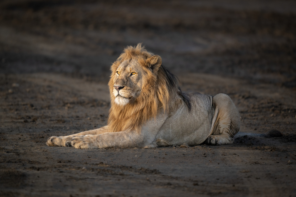 The king in departing storm light von Jeffrey C. Sink