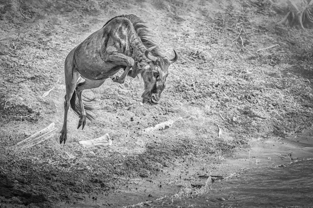 The leap for life von Jeffrey C. Sink