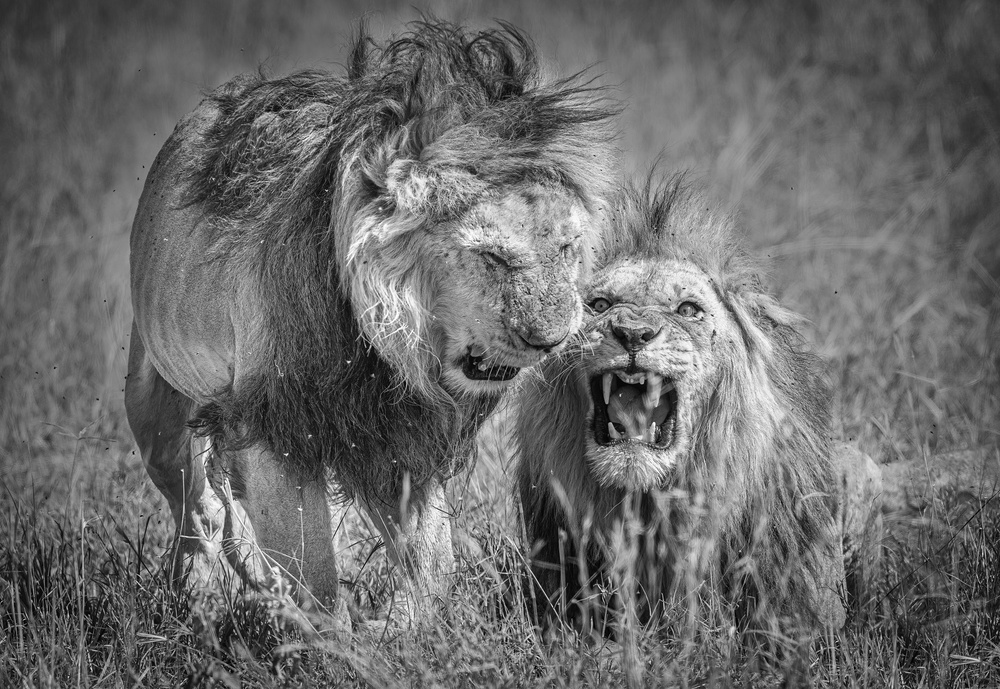 The squabble von Jeffrey C. Sink