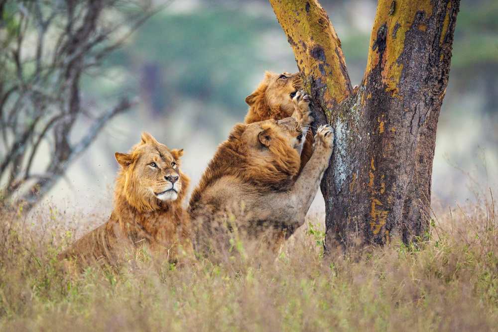 The Brothers of Lake Nakuru von Jeffrey C. Sink