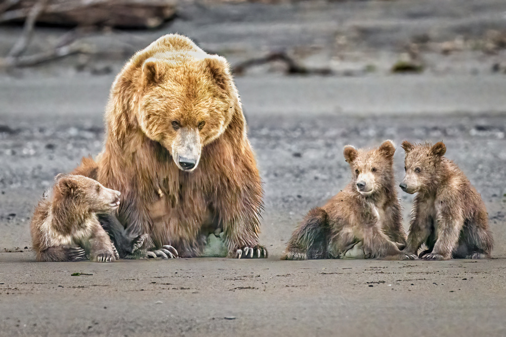 The Triplets von Jeffrey C. Sink