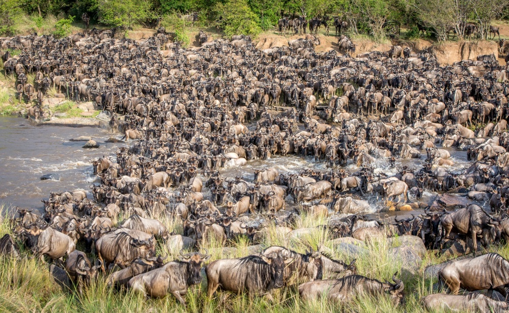 The amazing &quot;great migration&quot; von Jeffrey C. Sink