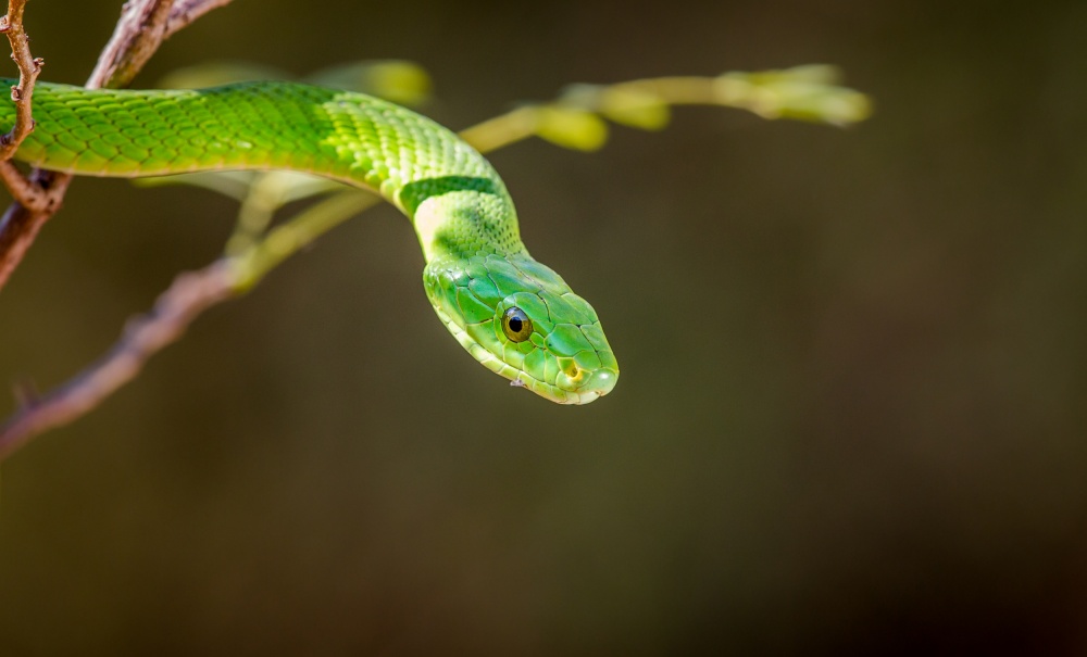 The Green Mamba von Jeffrey C. Sink