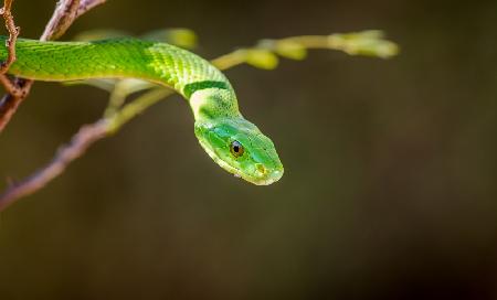 The Green Mamba