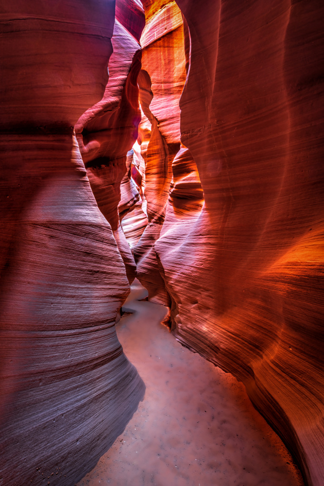 The curves and colors of nature von Jeffrey C. Sink