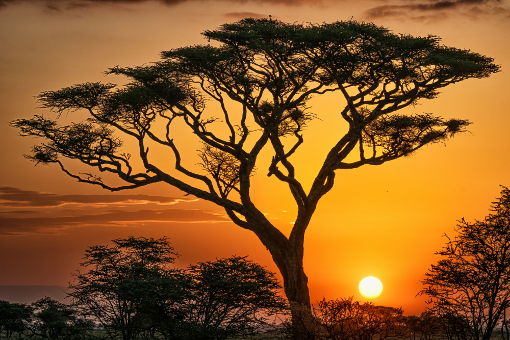 The Magic of Africa von Jeffrey C. Sink