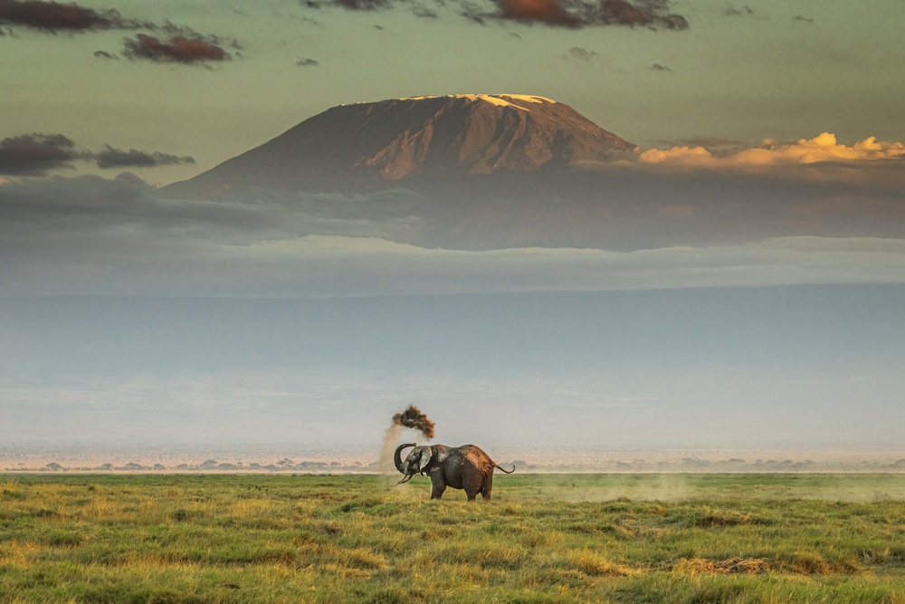 The magic of Amboseli von Jeffrey C. Sink