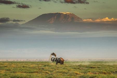 The magic of Amboseli