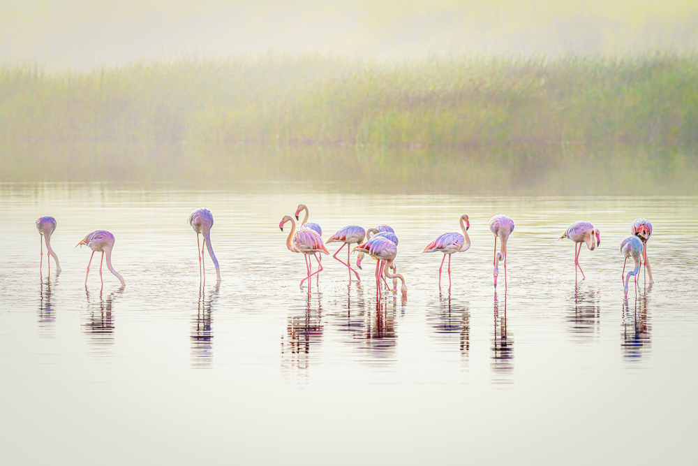 The pastel flamingos in the mist von Jeffrey C. Sink