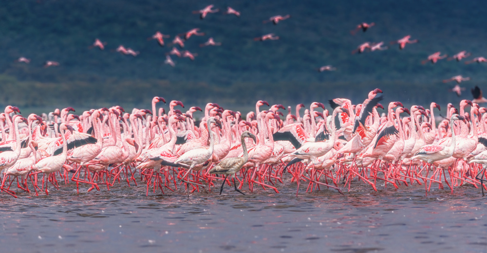 The Pink Parade von Jeffrey C. Sink