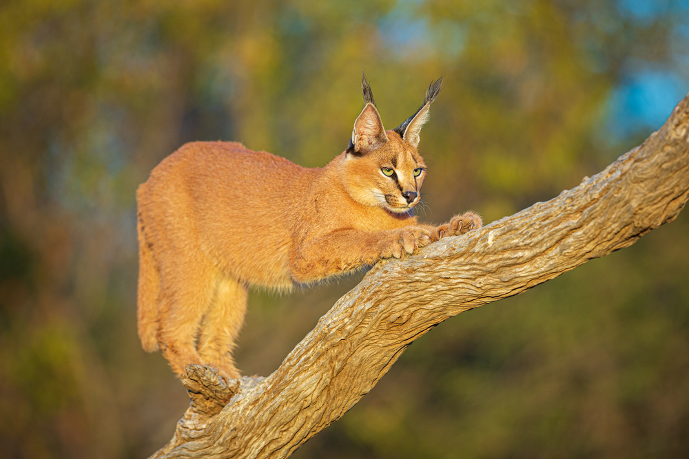 Most beautiful cat anywhere? von Jeffrey C. Sink