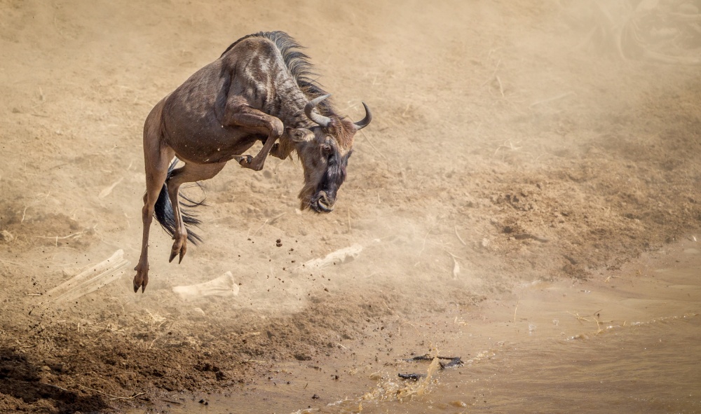 Natures real athletes von Jeffrey C. Sink