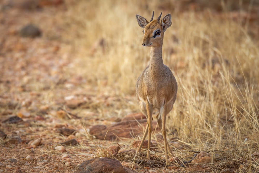 Natures most fragile antelope von Jeffrey C. Sink