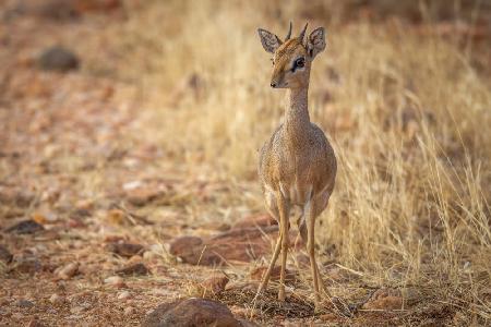 Natures most fragile antelope