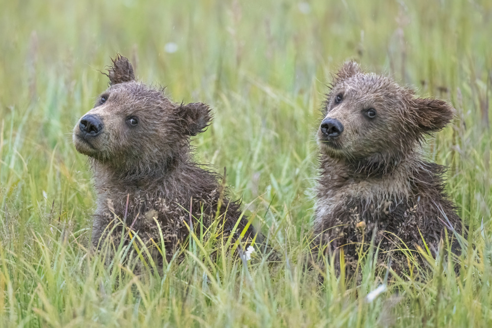 The twins of mischef von Jeffrey C. Sink