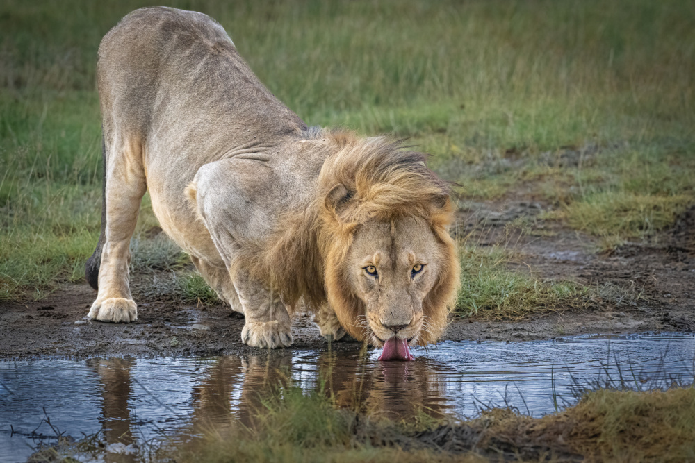 Thirsty von Jeffrey C. Sink