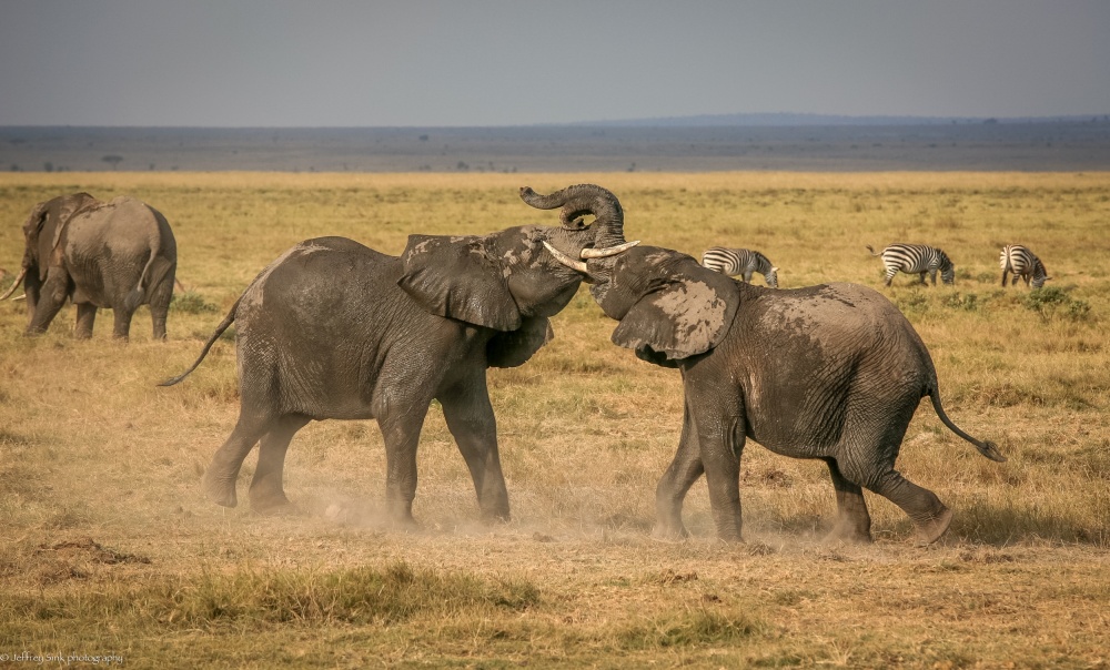 An elephantine argument von Jeffrey C. Sink