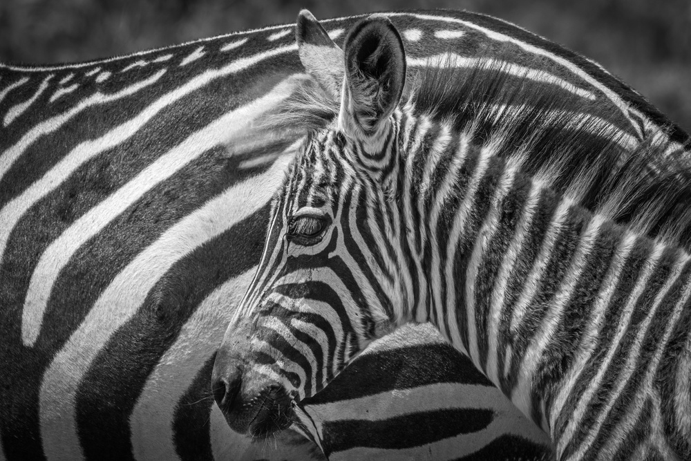 A striped monochrome von Jeffrey C. Sink