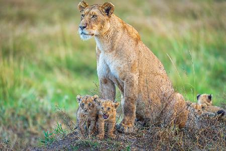 First introduction to the pride