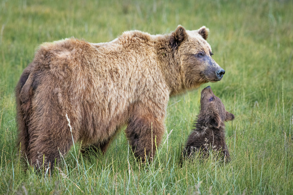 Bearable Adoration von Jeffrey C. Sink