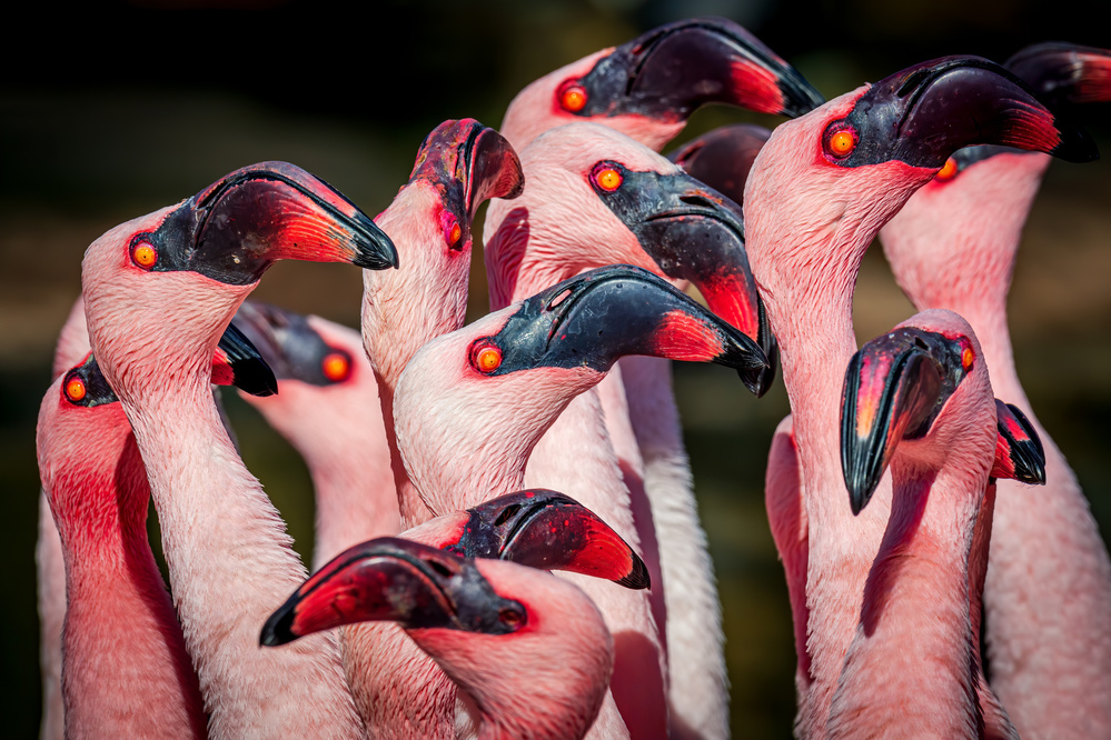 Flamingos von Jeffrey C. Sink