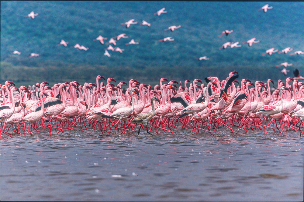 Lake Nakuru Flamingos von Jeffrey C. Sink