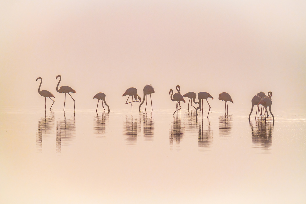 Flamingos in the mist von Jeffrey C. Sink