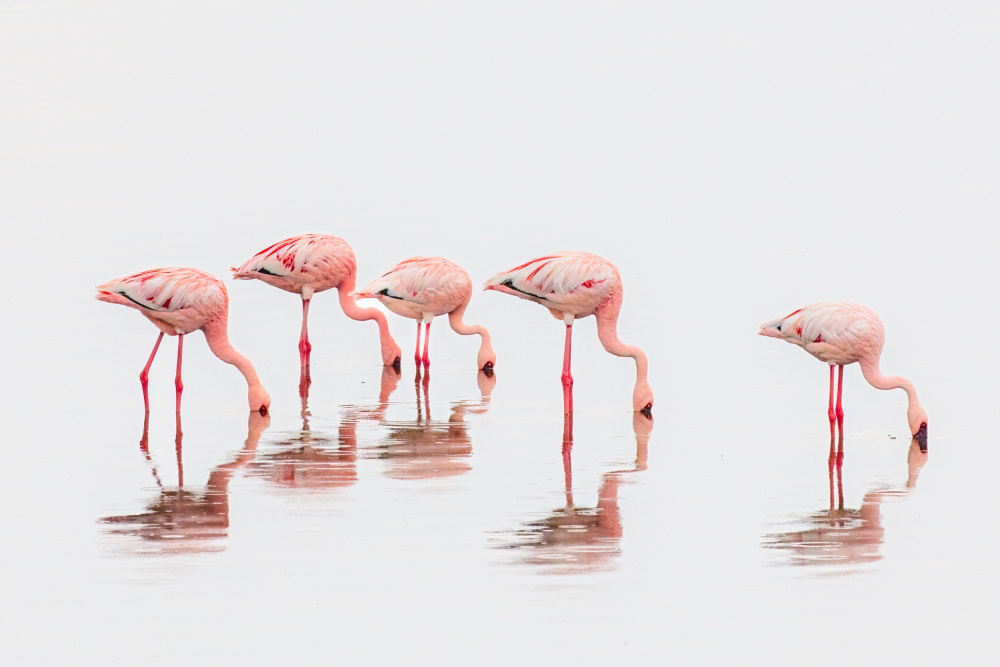 Flamingos in the mist von Jeffrey C. Sink