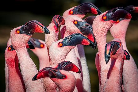 Flamingos