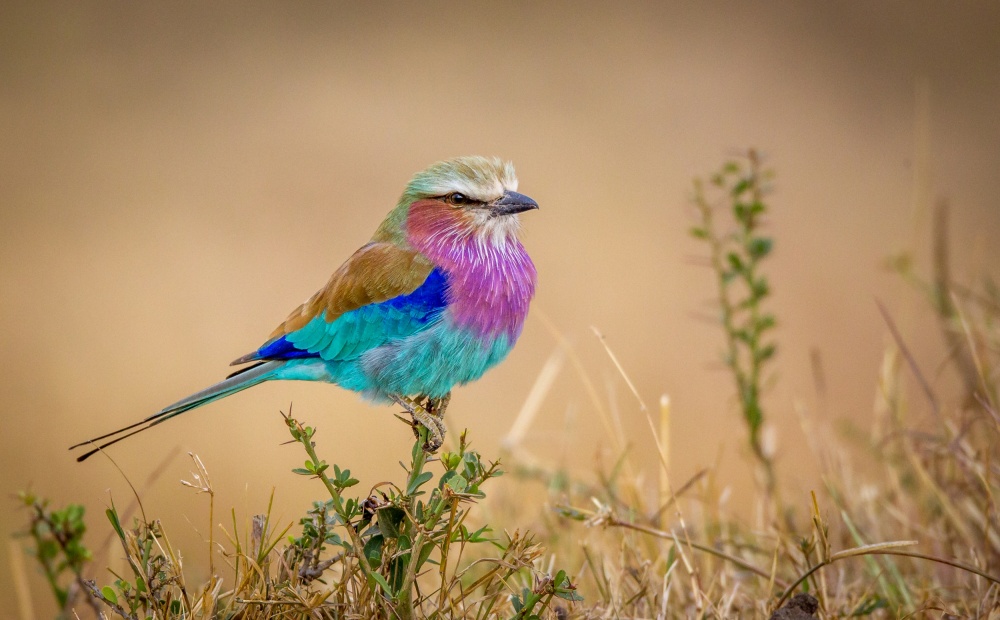 Flying rainbow von Jeffrey C. Sink