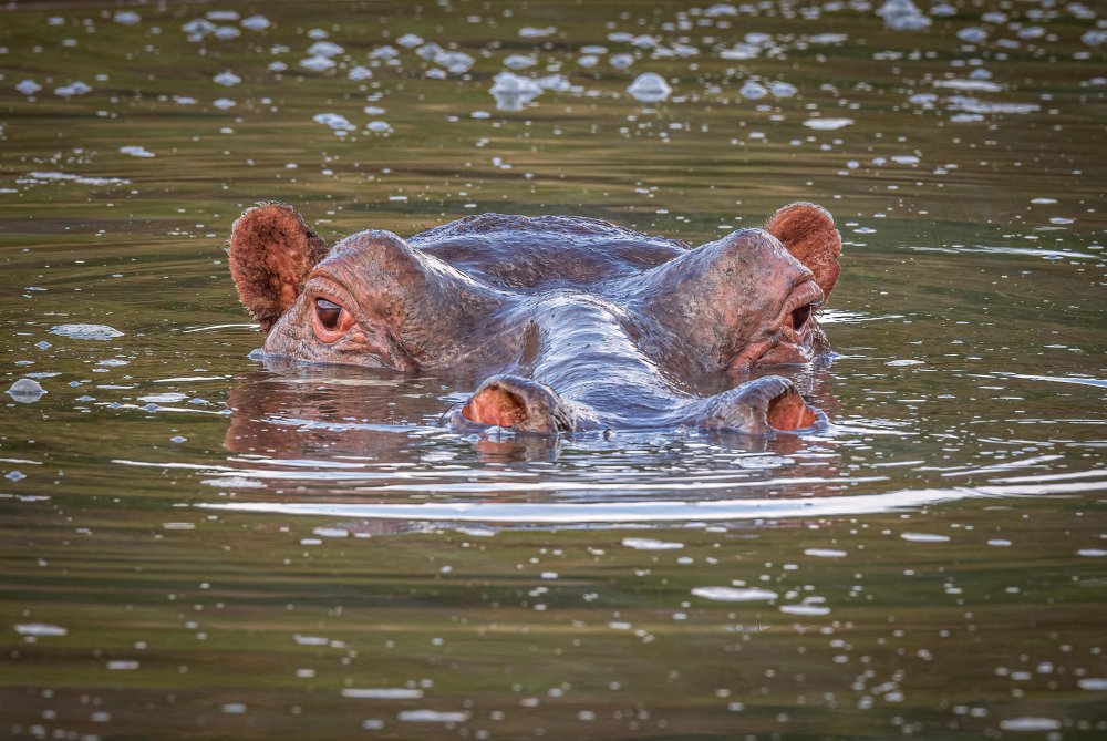 River horse von Jeffrey C. Sink