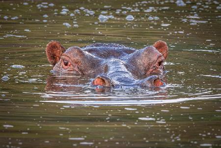 River horse