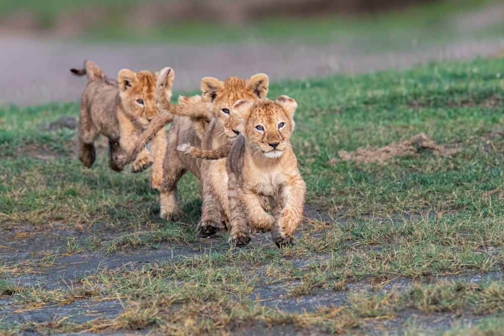 Follow the leader? von Jeffrey C. Sink