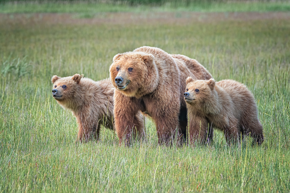 Spring cubs and mom von Jeffrey C. Sink