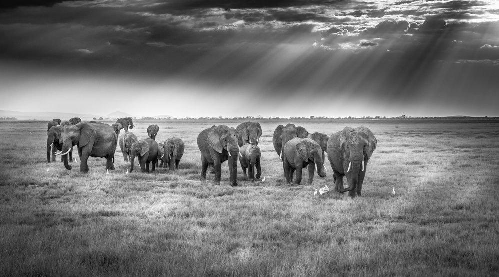 Breakfast with pachyderms von Jeffrey C. Sink