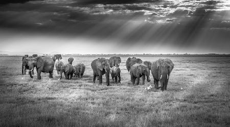 Breakfast with pachyderms