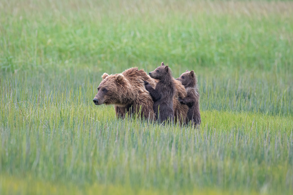 Breakfast and vigilance von Jeffrey C. Sink